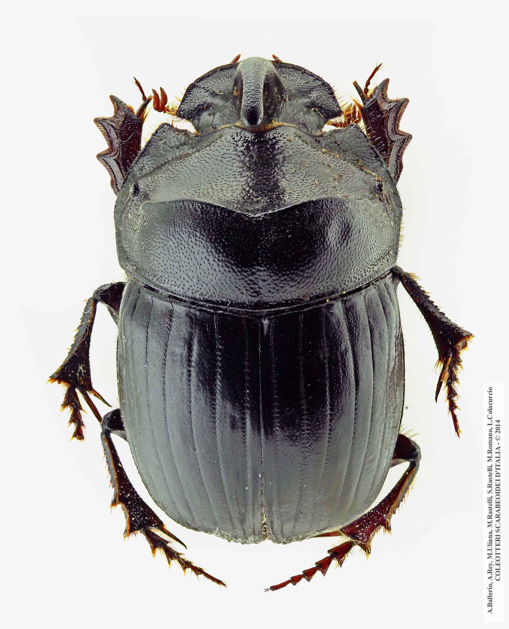 Copris hispanus cavolinii, maschio